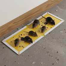 PCI Cardboard Troublegum Small Size Mouse Trap-10Pc